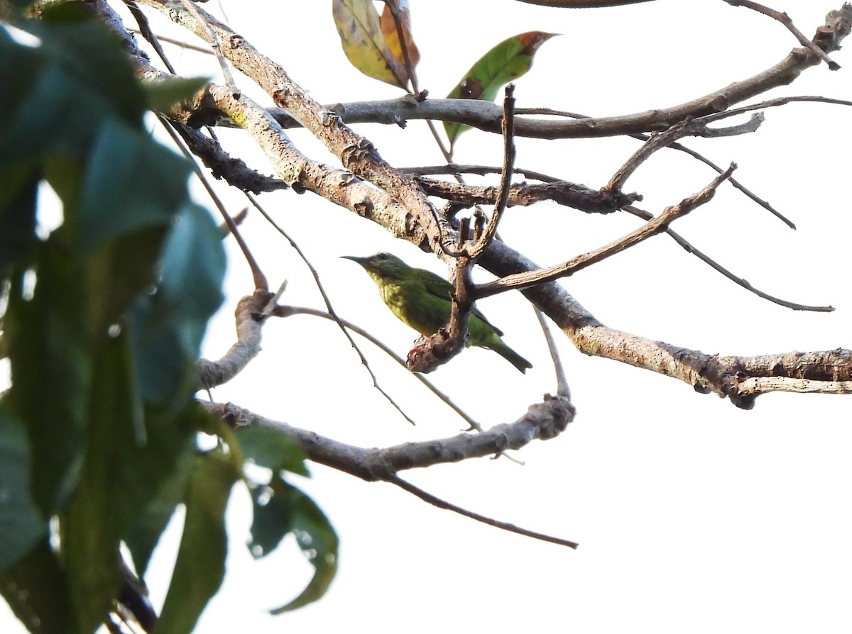 Red-legged Honeycreeper - ML644410877