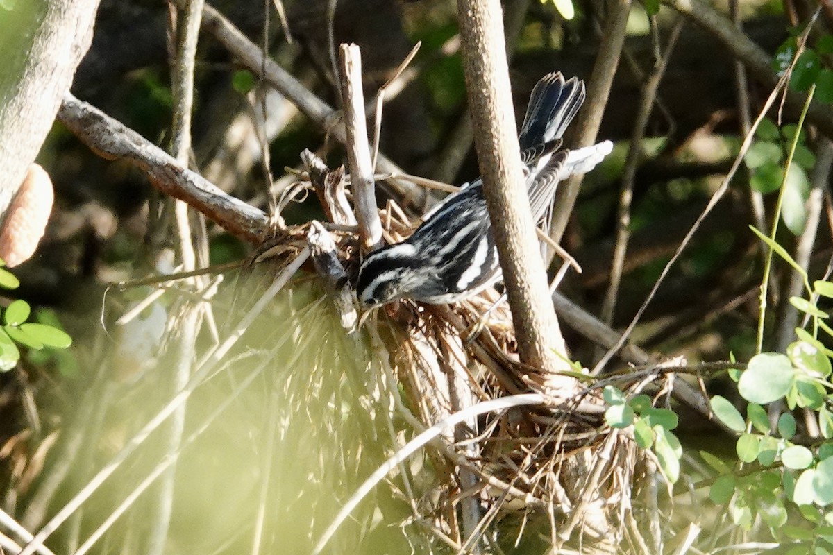 Reinita Trepadora - ML644410884