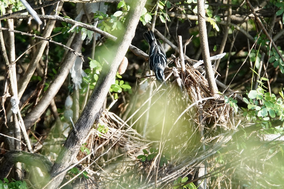 Reinita Trepadora - ML644410885