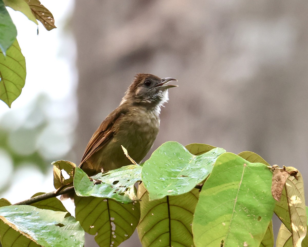 Grauwangenbülbül - ML644410886