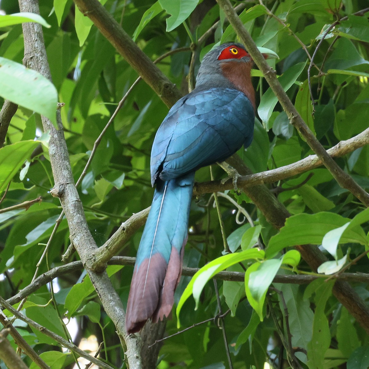 Chestnut-breasted Malkoha - ML644410887