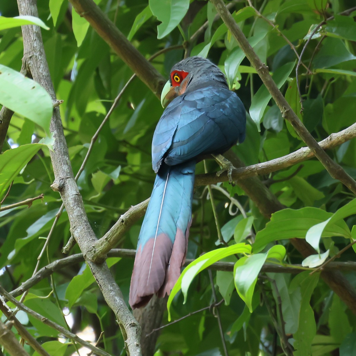 Chestnut-breasted Malkoha - ML644410888
