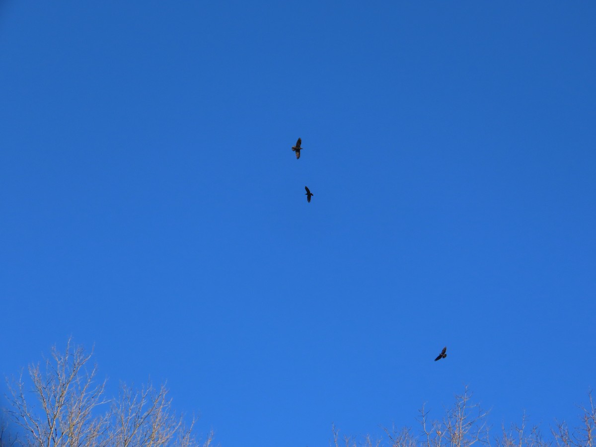 Common Raven - ML644410890