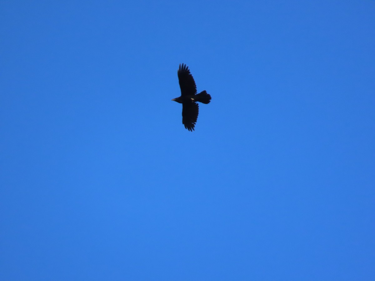 Common Raven - ML644410900