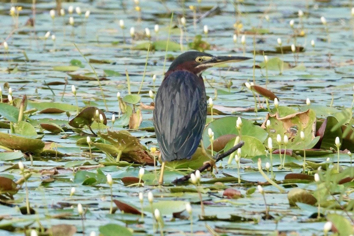 Garcilla Verde - ML644410918