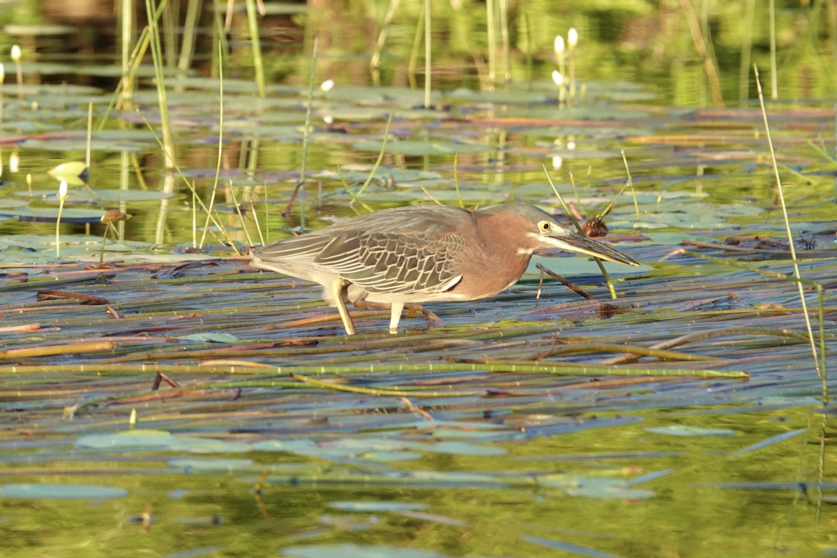 Garcilla Verde - ML644410919