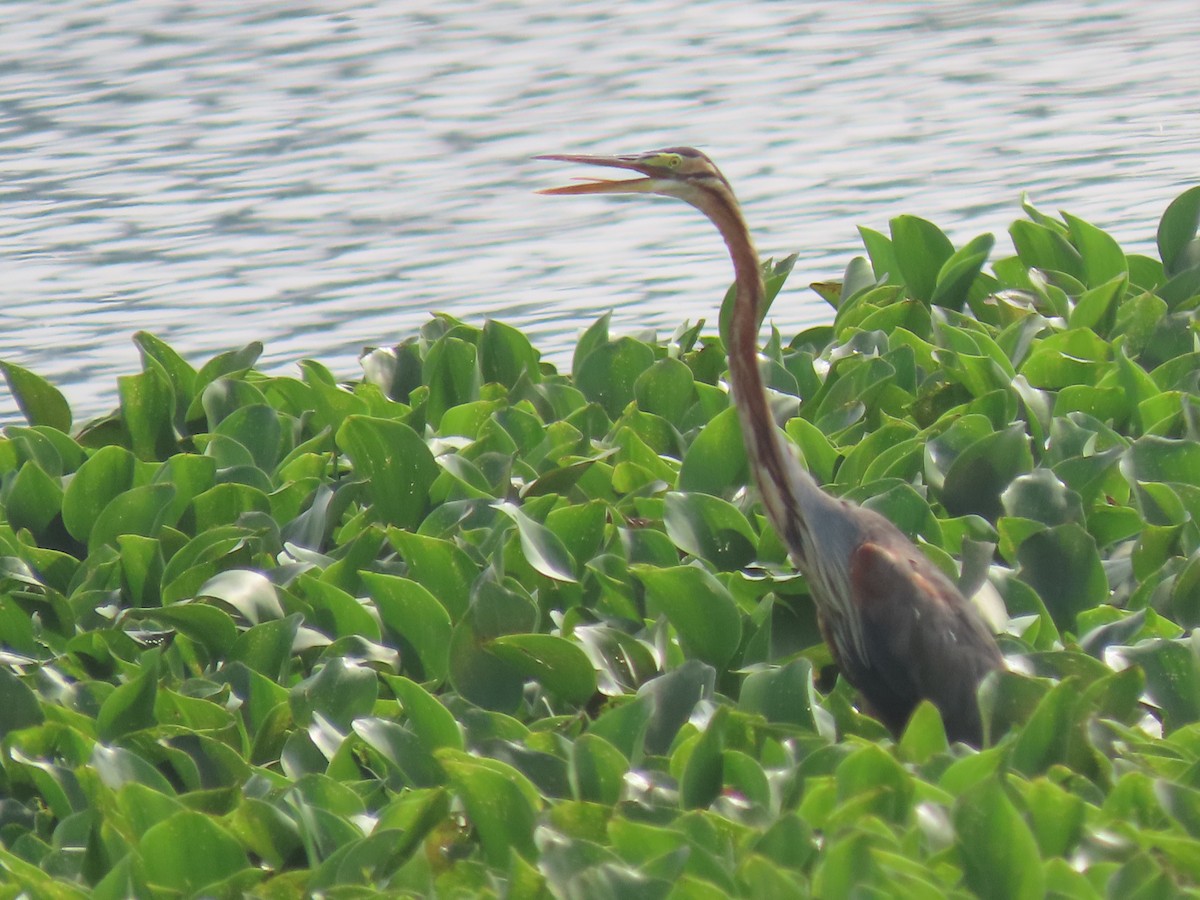 purpurhegre - ML644410931