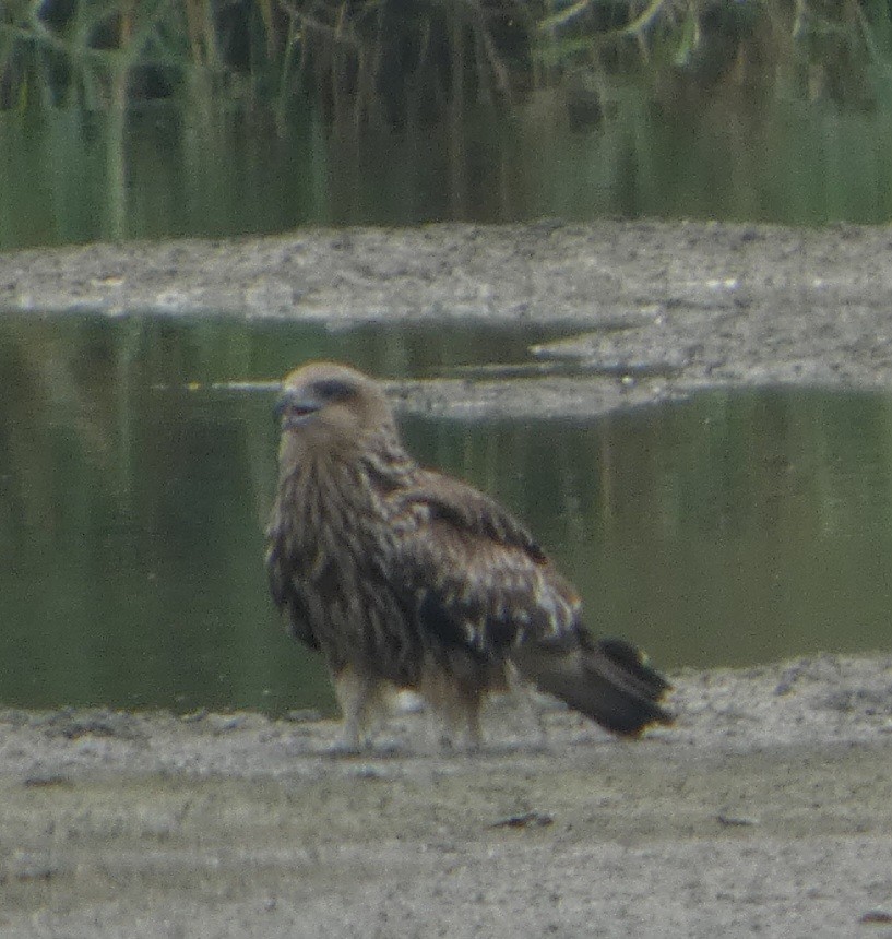 Сохор элээ - ML644410937