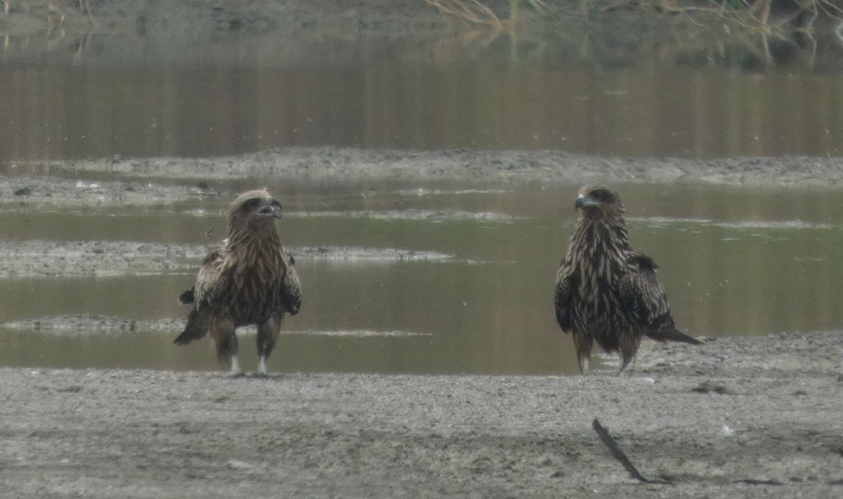 Сохор элээ - ML644410940