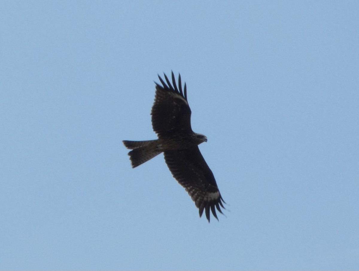 Сохор элээ - ML644410941