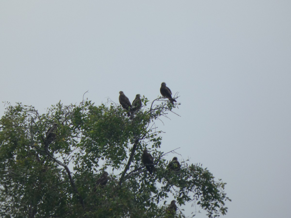 Сохор элээ - ML644410944