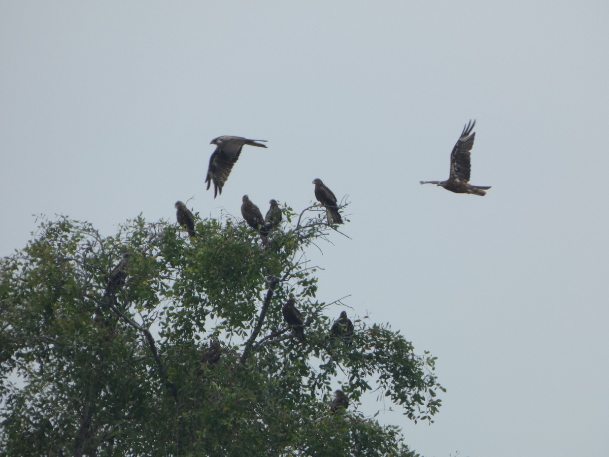 Сохор элээ - ML644410945