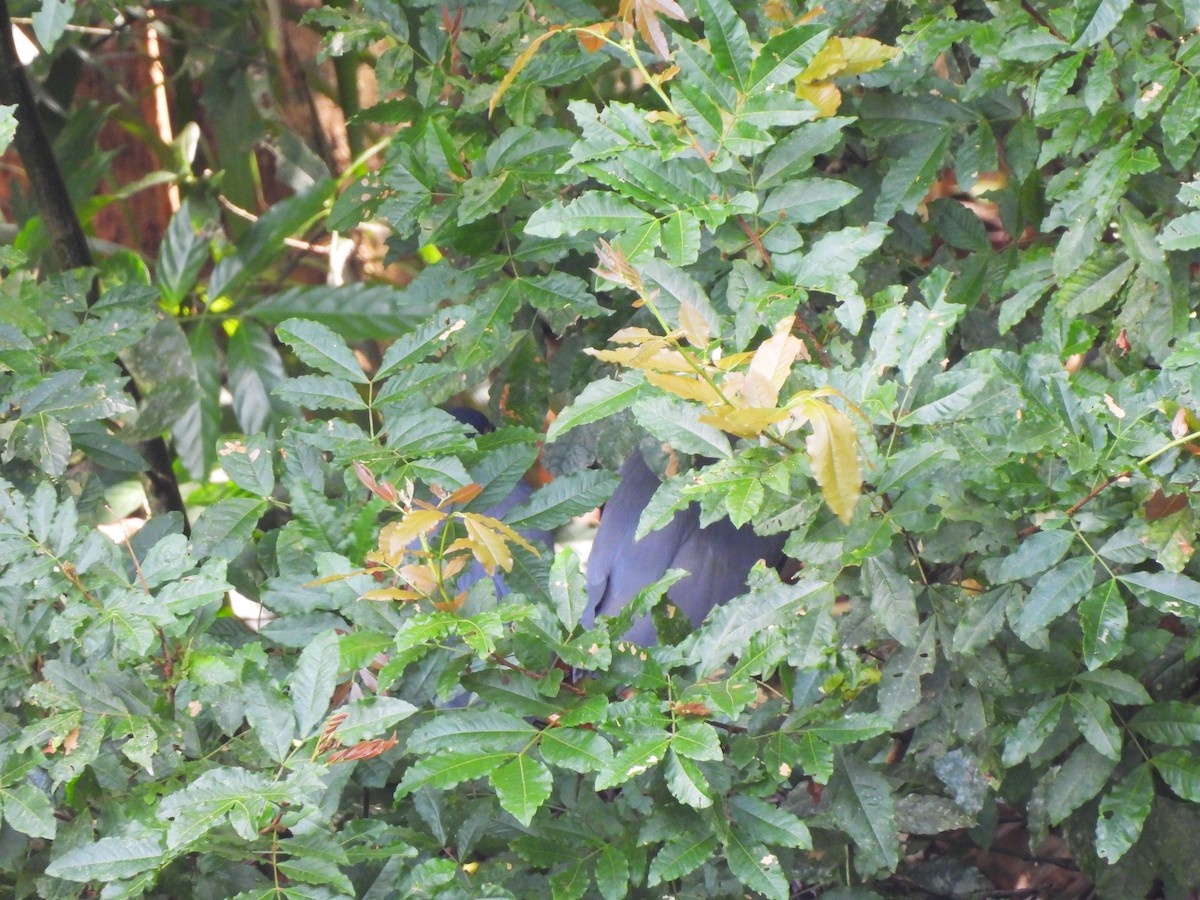 Boat-billed Heron - ML644410952