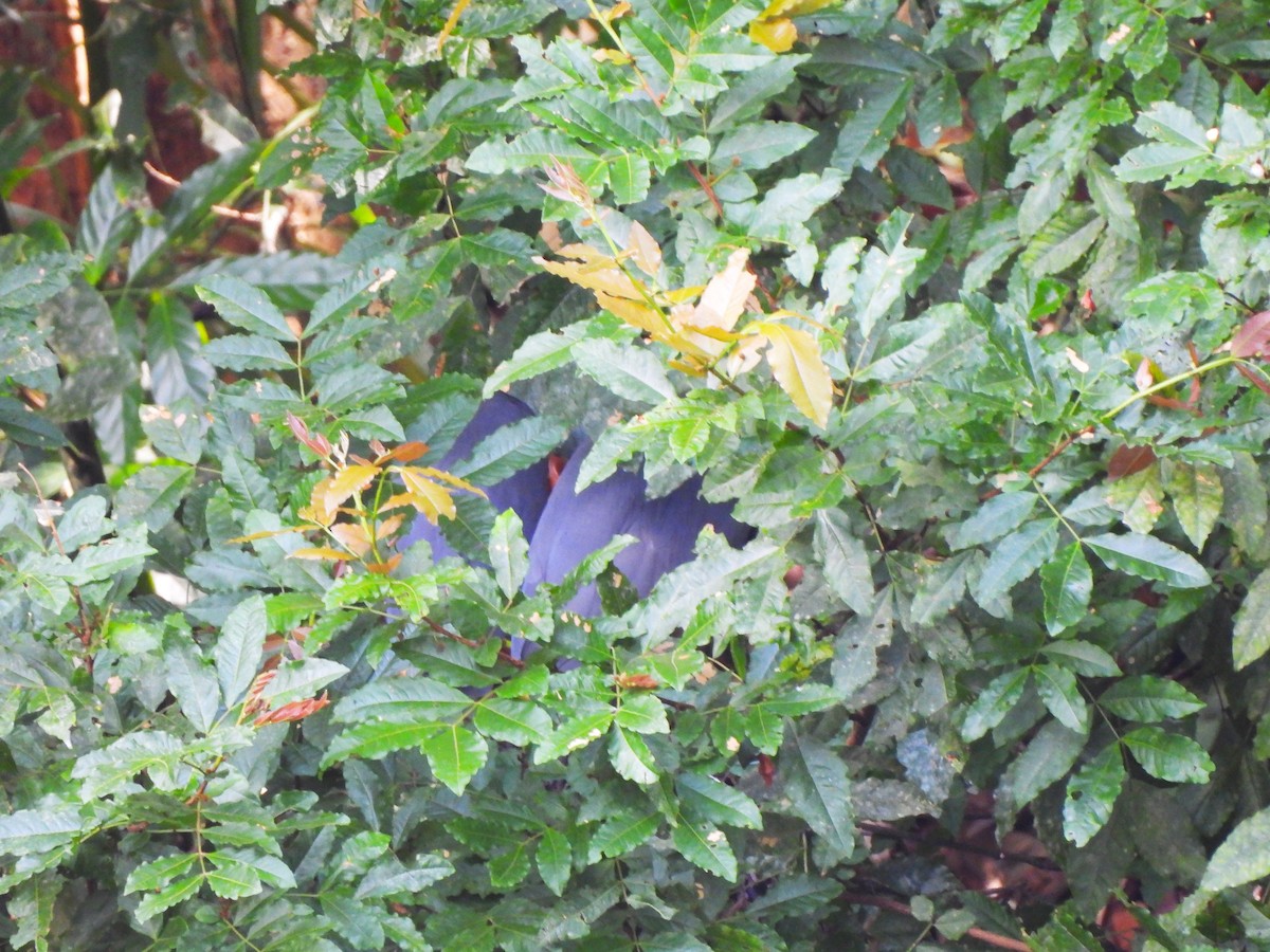 Boat-billed Heron - ML644410953