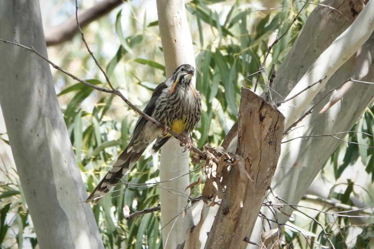 Yellow Wattlebird - ML644410955