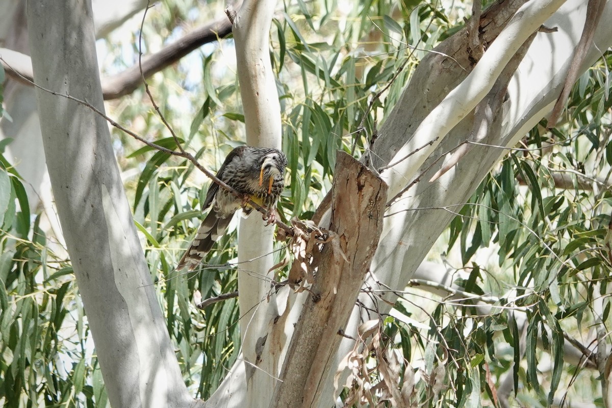 Yellow Wattlebird - ML644410956