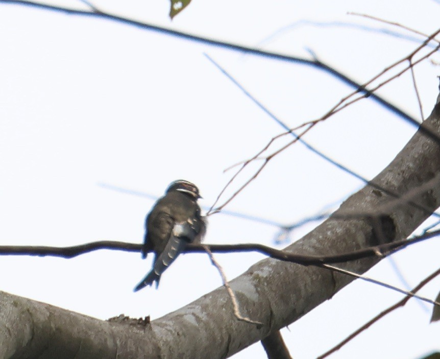 Whiskered Treeswift - ML644410958