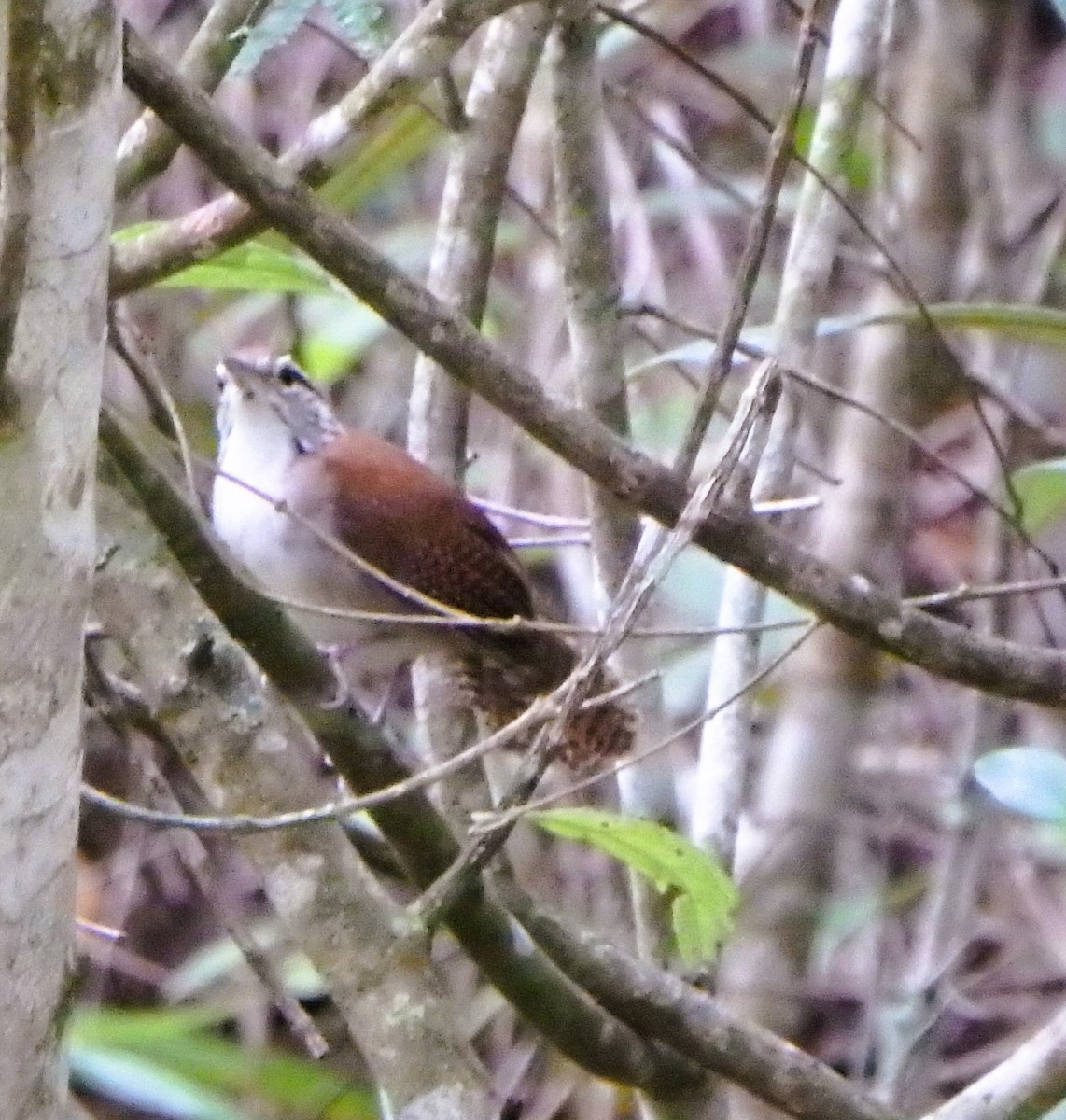 Rufous-and-white Wren - ML644410961