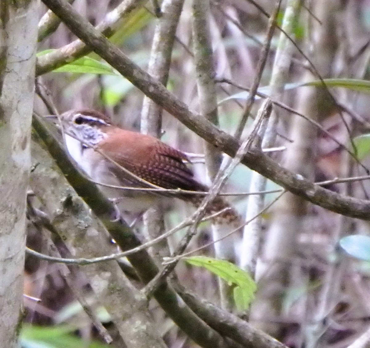 Rufous-and-white Wren - ML644410964