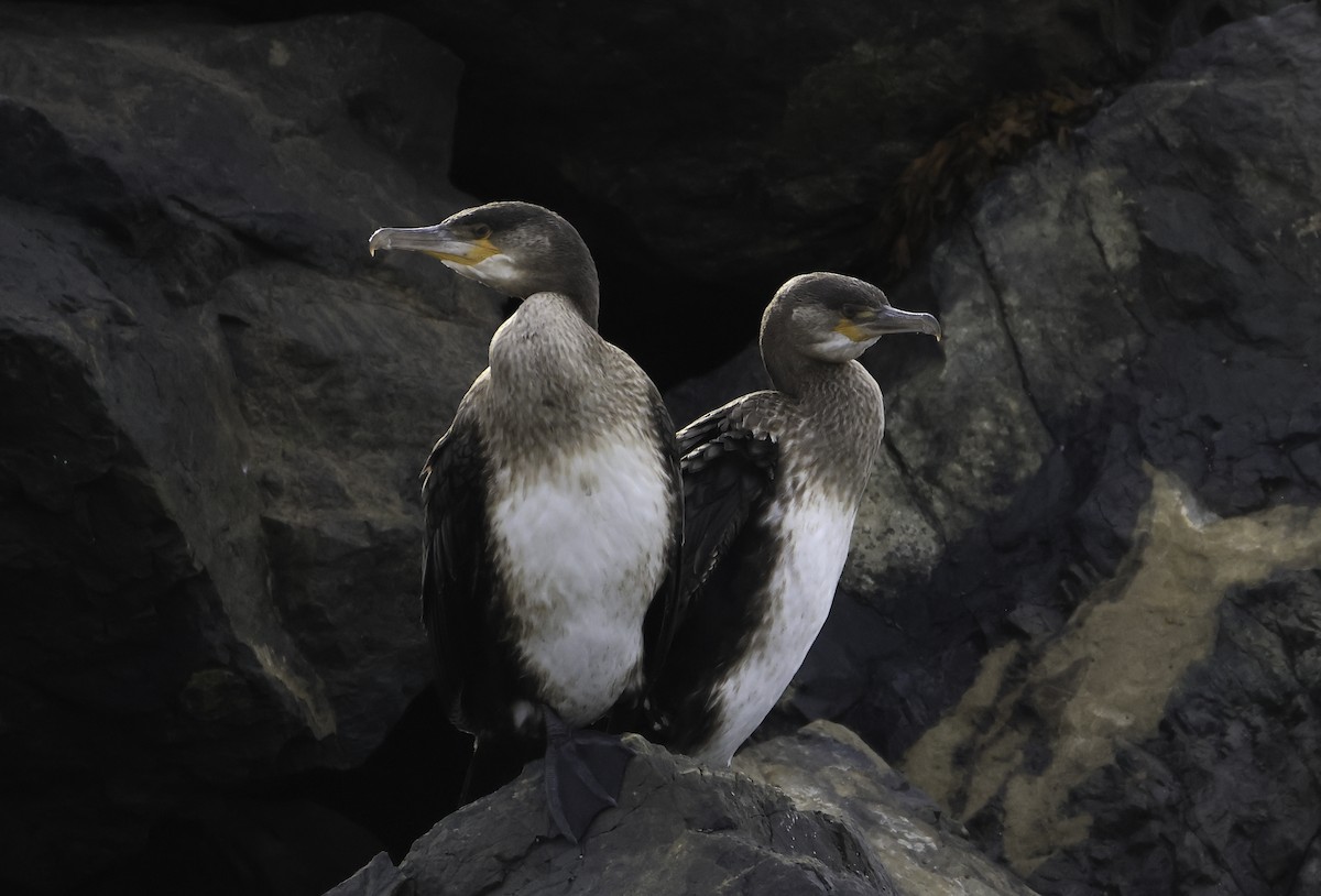 Great Cormorant - ML644410970