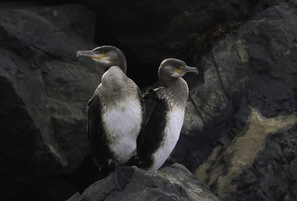 Great Cormorant - ML644410971