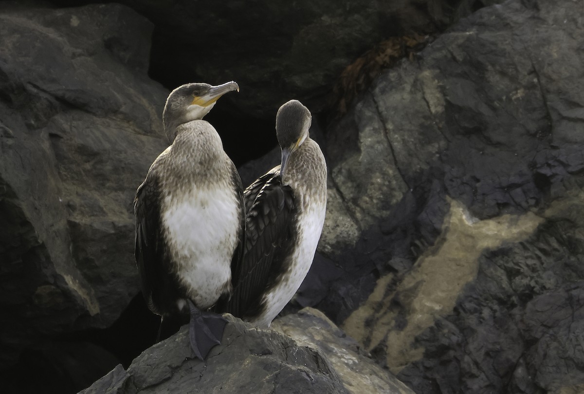 Great Cormorant - ML644410972