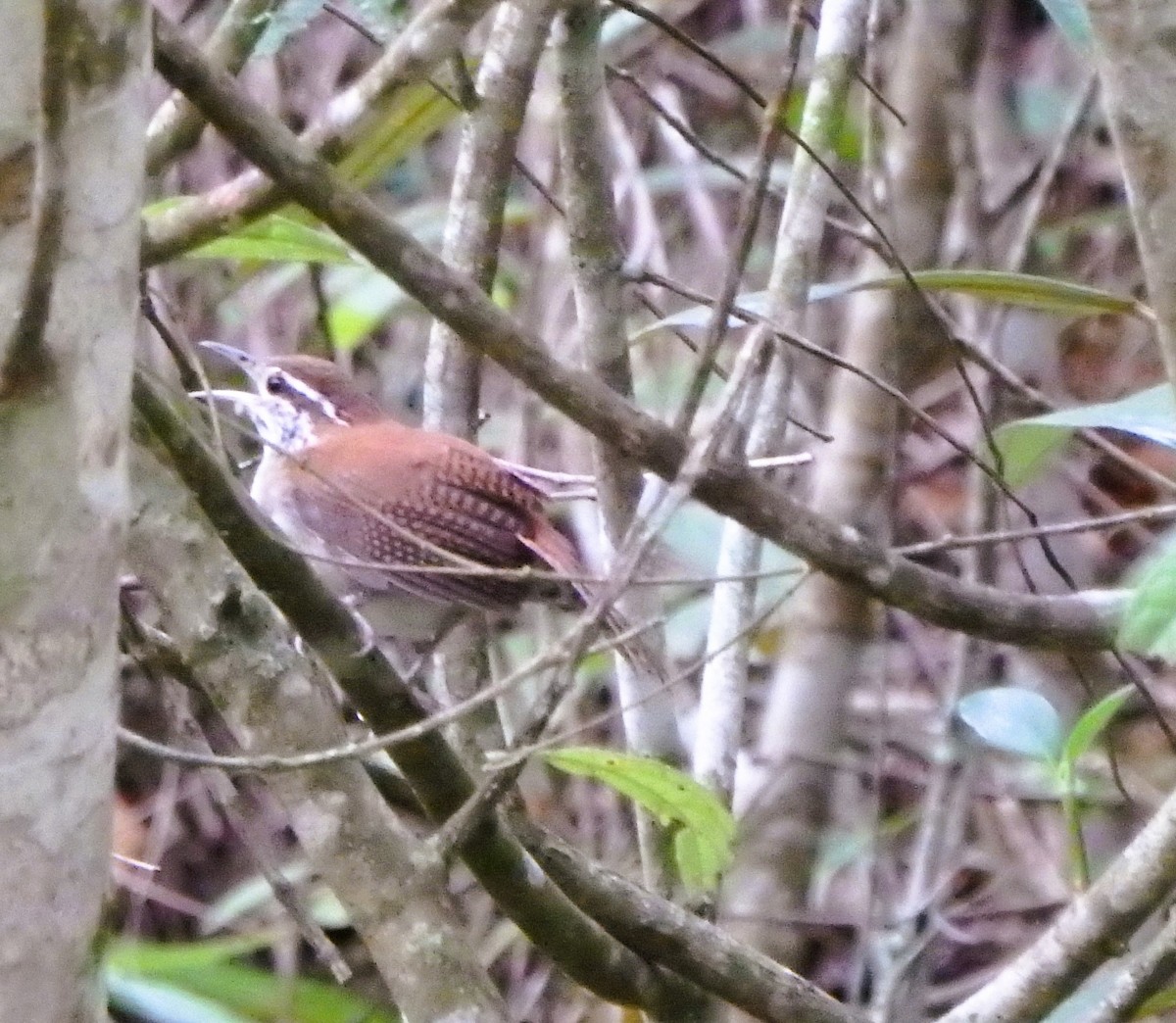 Rufous-and-white Wren - ML644410973