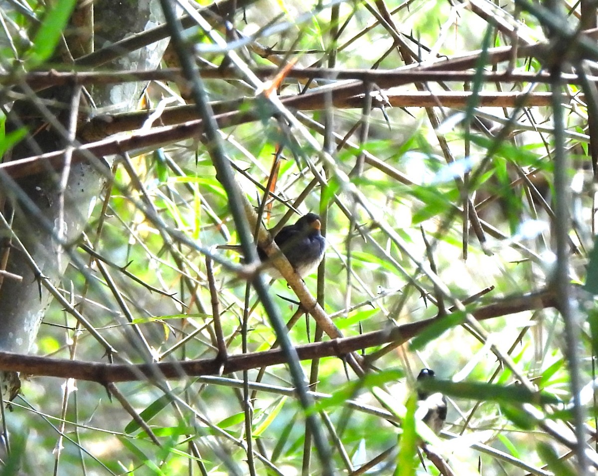 Slate-colored Seedeater - ML644410977