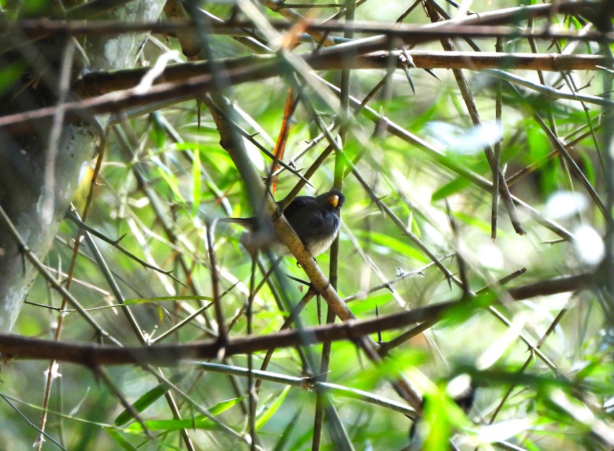 Slate-colored Seedeater - ML644410978
