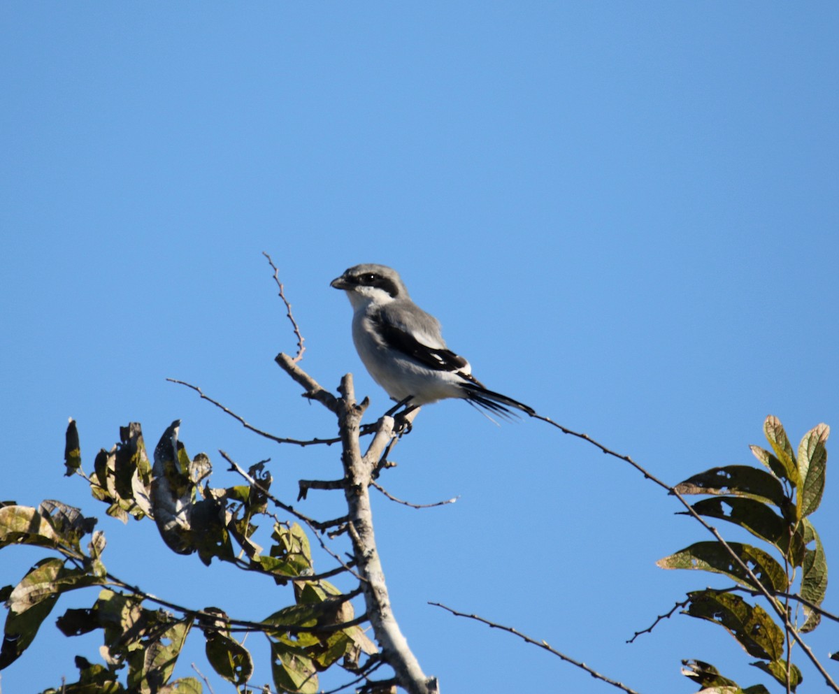Loggerhead Shrike - ML644410979