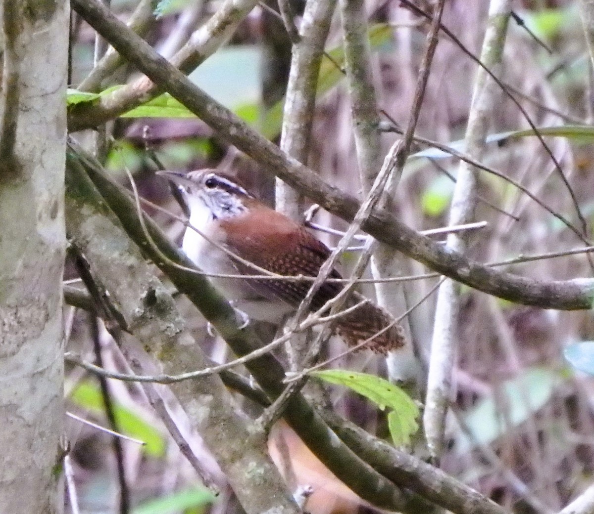 Rufous-and-white Wren - ML644410981