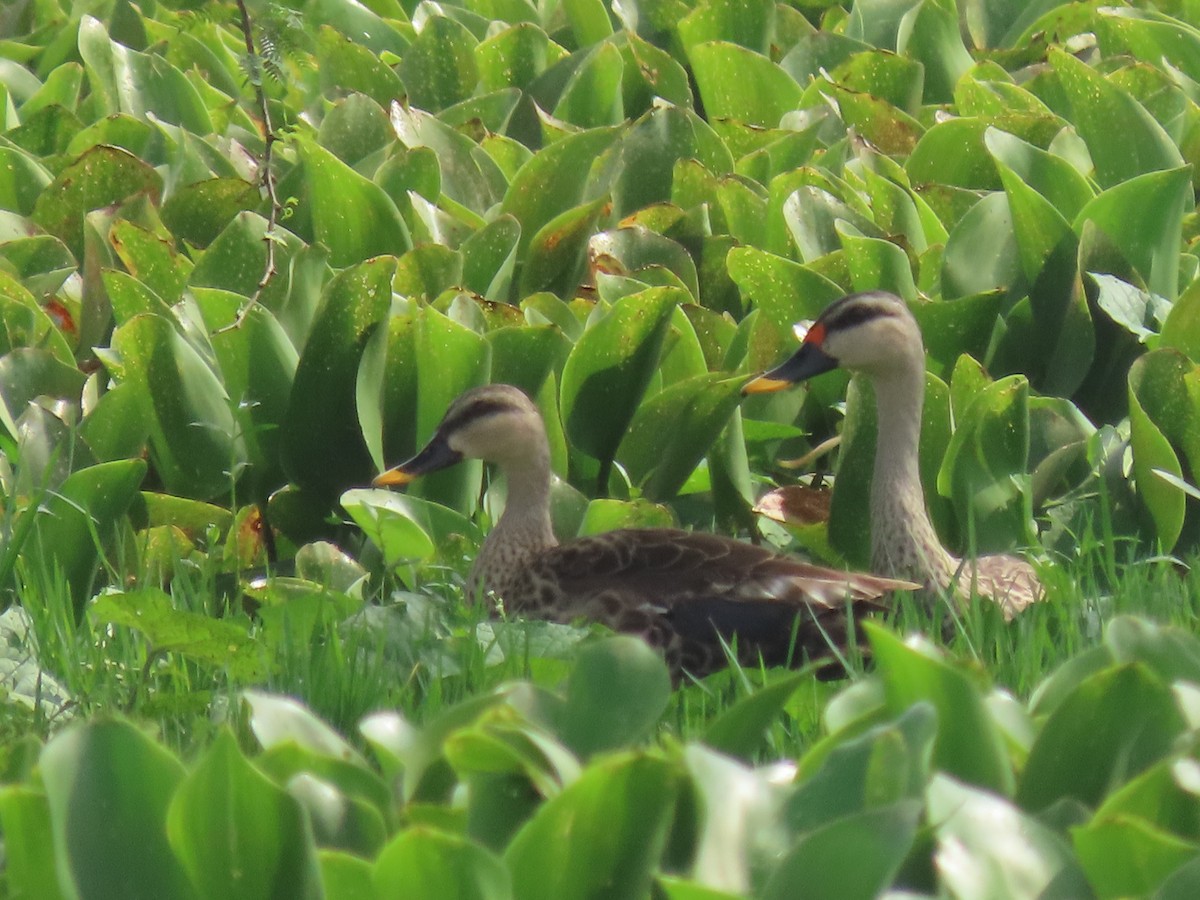 Indian Spot-billed Duck - ML644410987