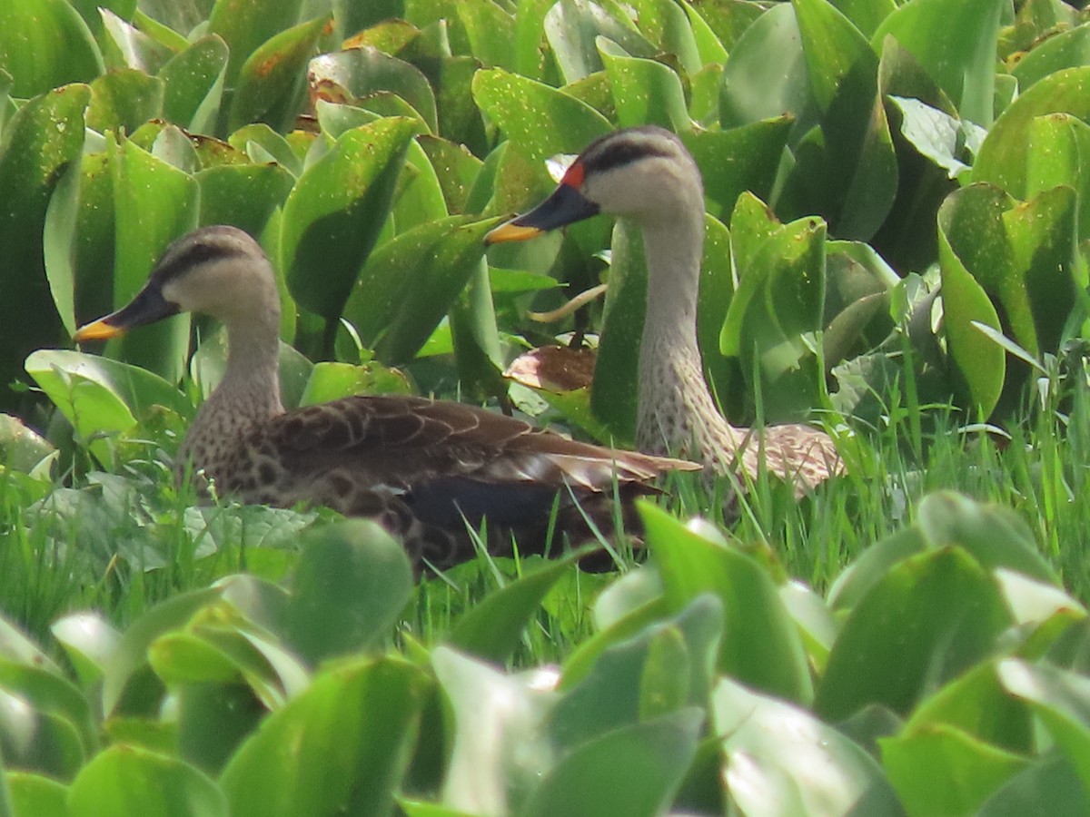 Indian Spot-billed Duck - ML644410988