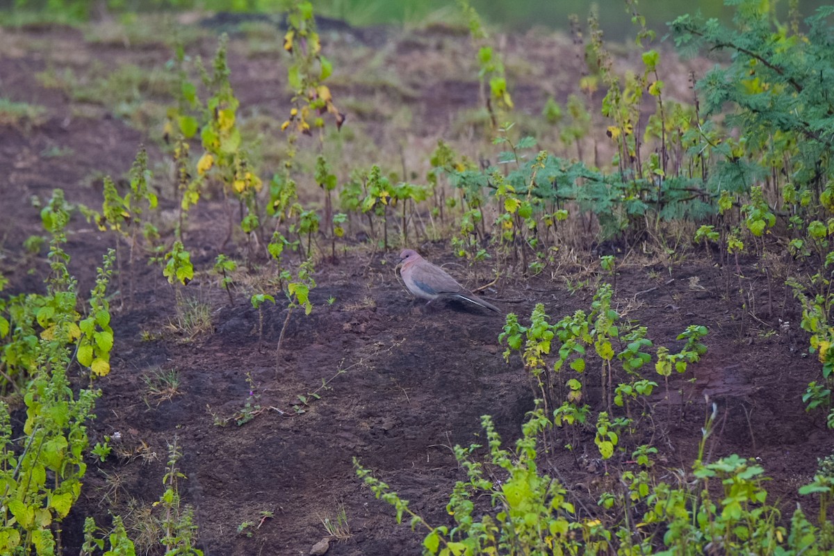 Малая горлица - ML644410989