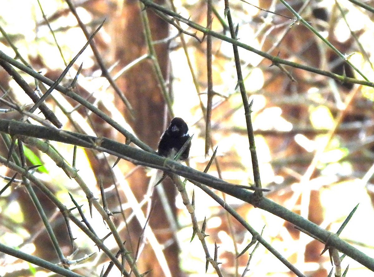 Variable Seedeater - ML644410992