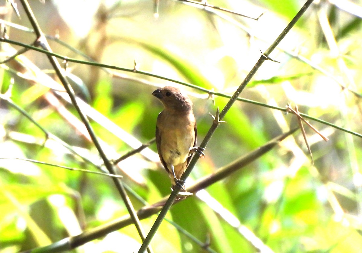 Variable Seedeater - ML644410993