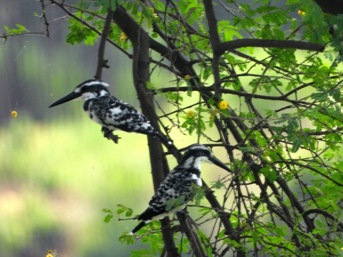 Рибалочка строкатий - ML644410996