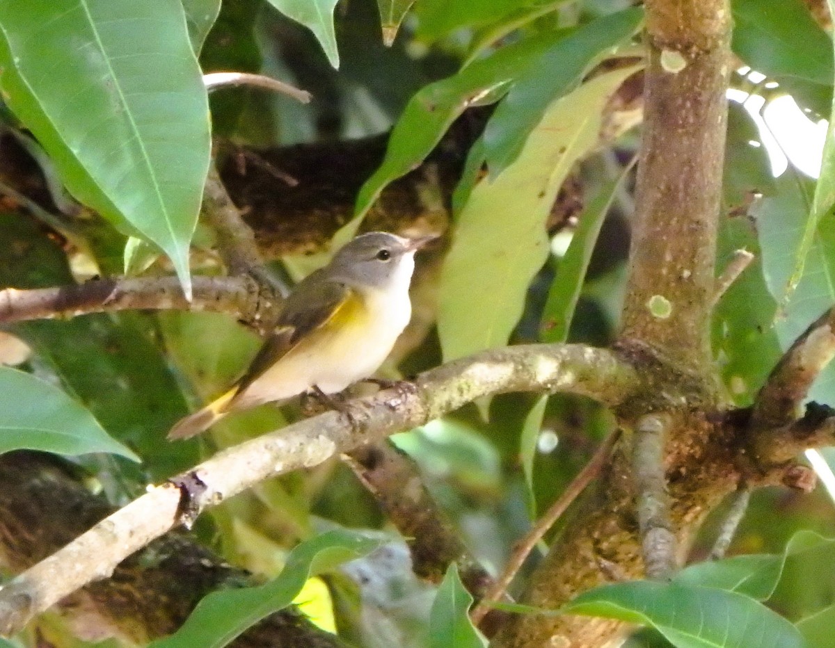 American Redstart - ML644411000