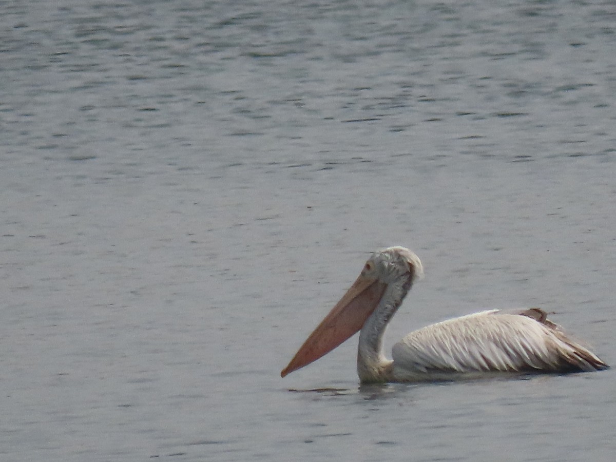 Spot-billed Pelican - ML644411001
