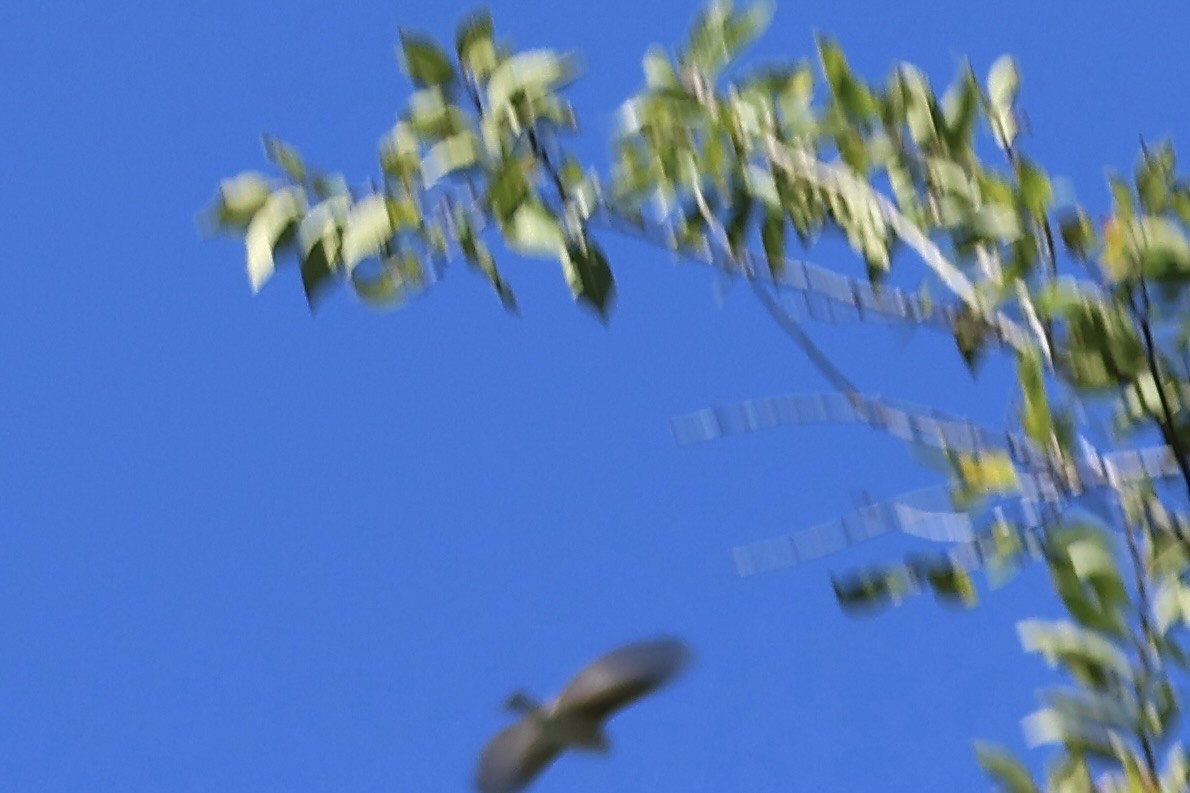 Purple Finch - ML644411006