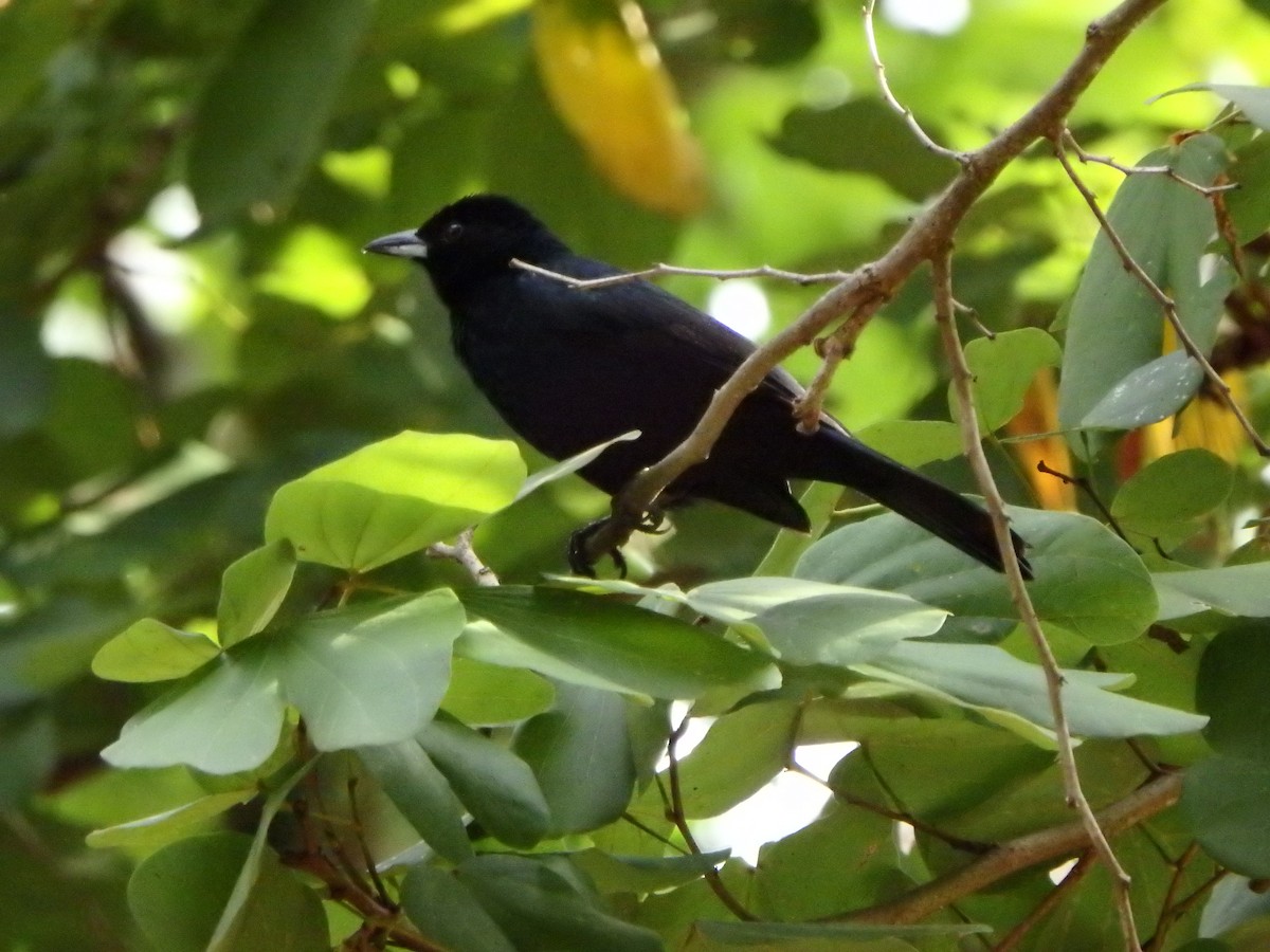 クロフウキンチョウ - ML644411007