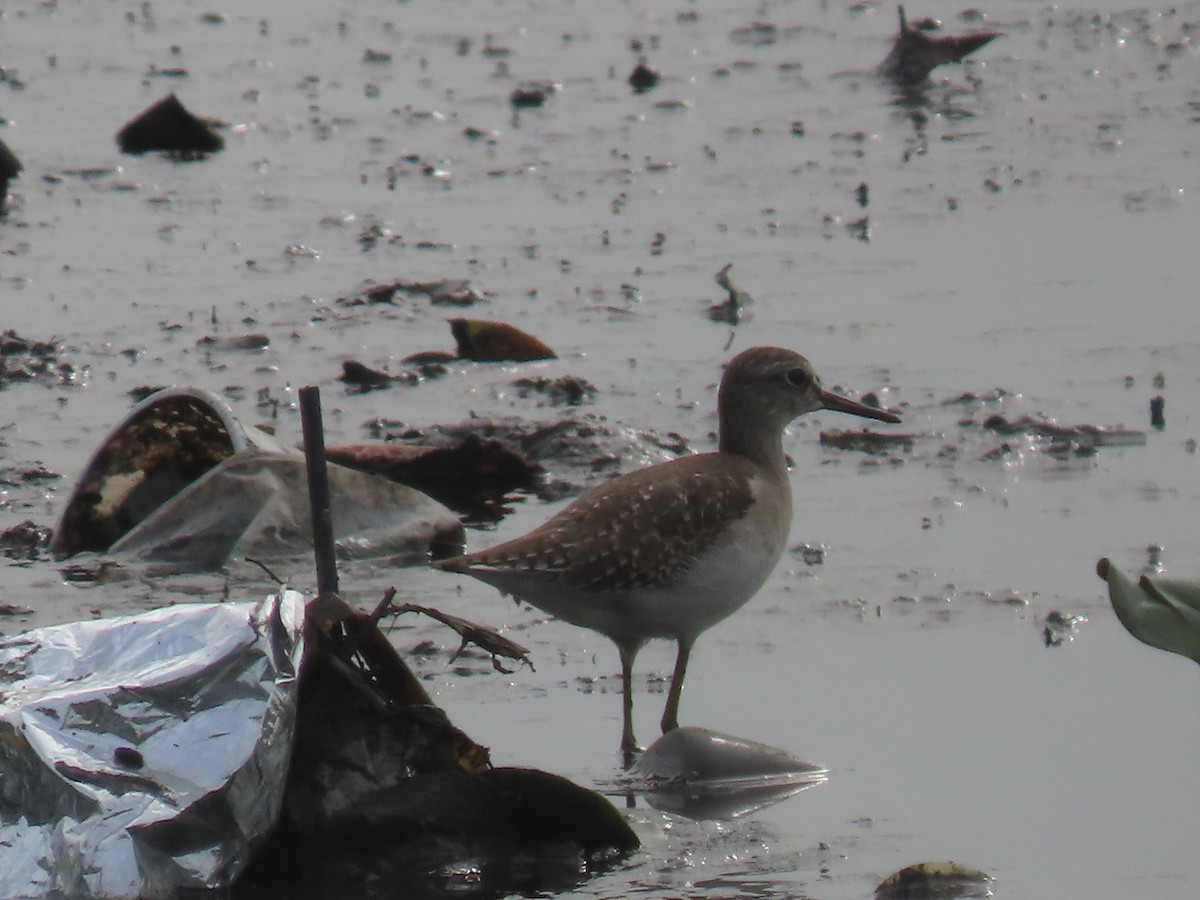 Шугуйн хөгчүү - ML644411009