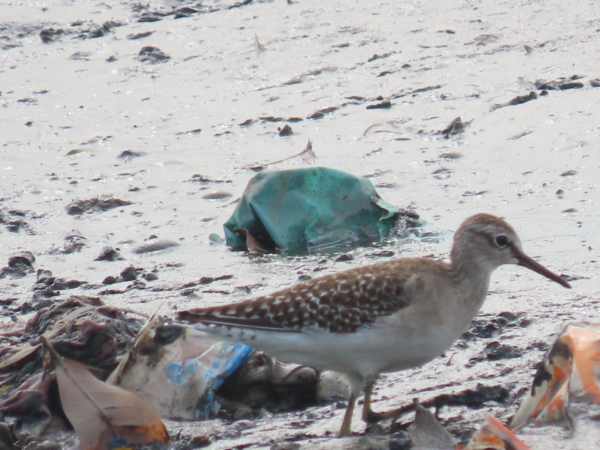 Шугуйн хөгчүү - ML644411010