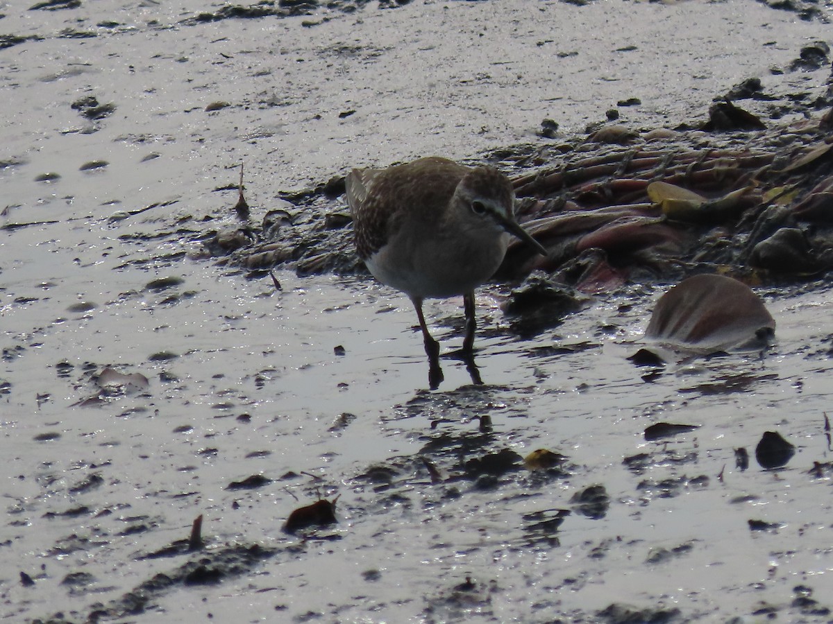 Шугуйн хөгчүү - ML644411011