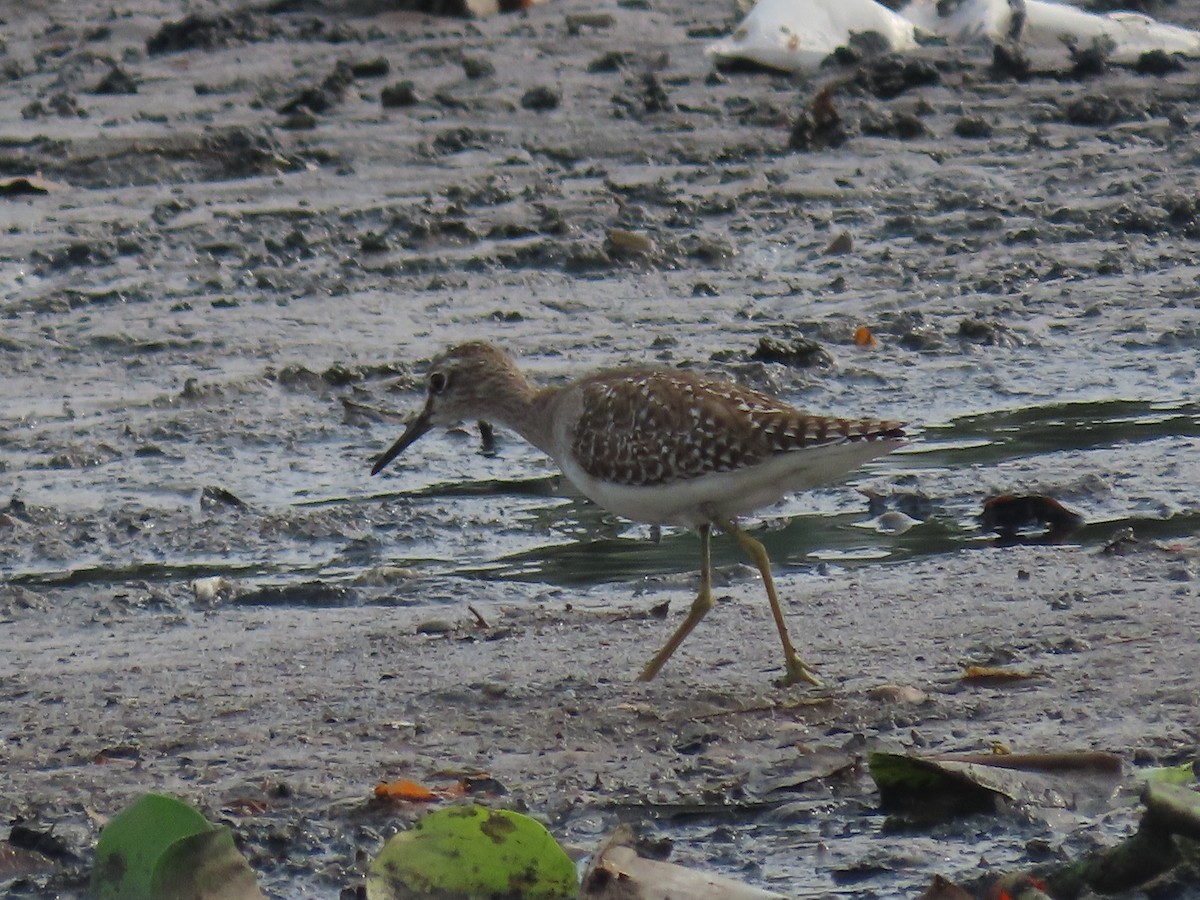 Шугуйн хөгчүү - ML644411012