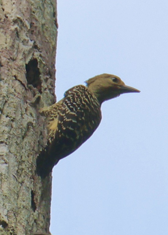 Buff-rumped Woodpecker - ML644411016