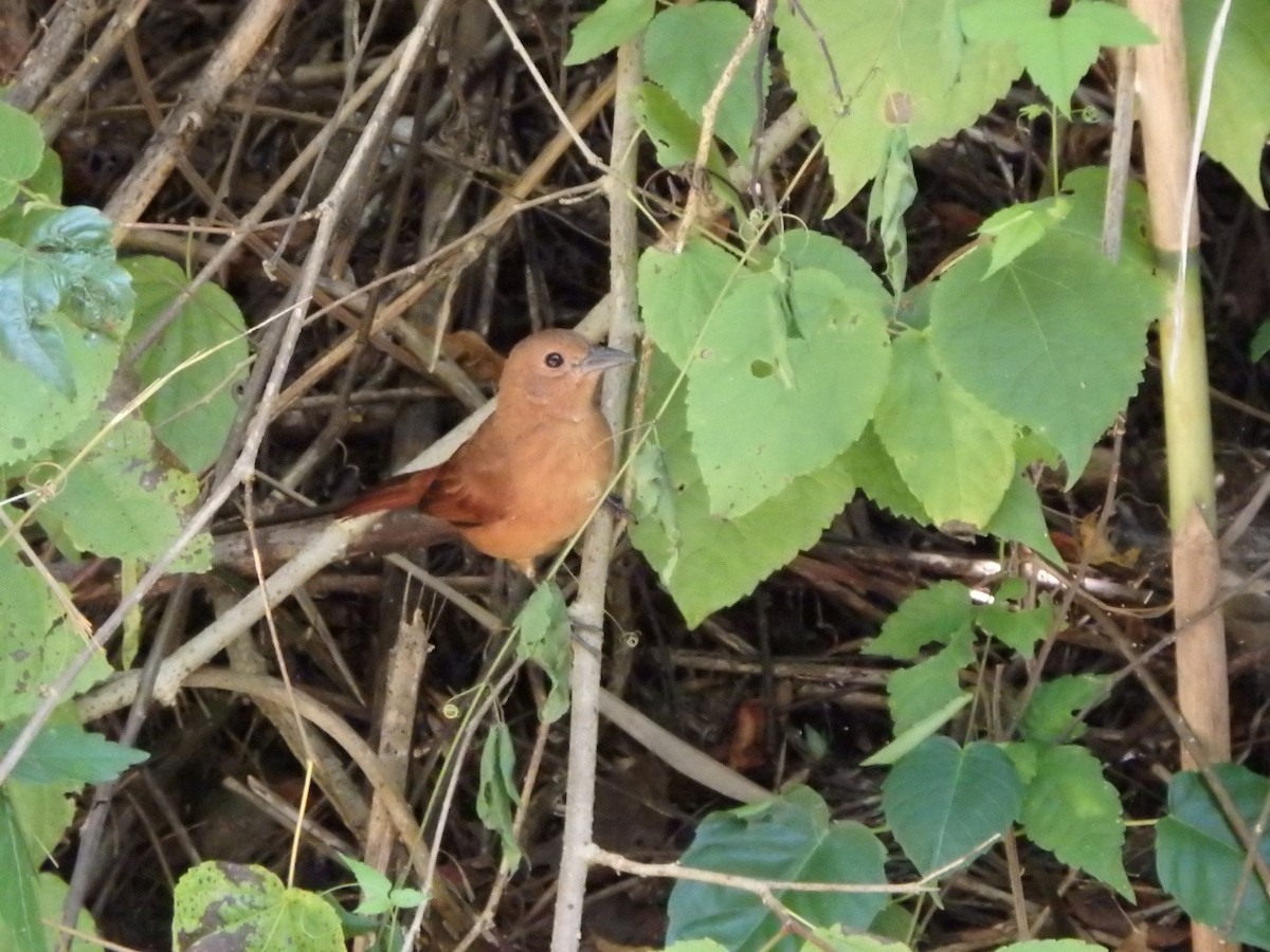 クロフウキンチョウ - ML644411018