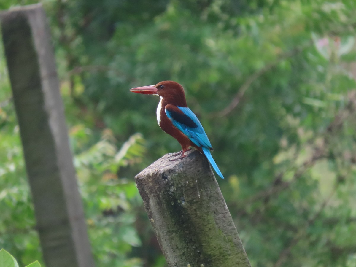White-throated Kingfisher - ML644411024