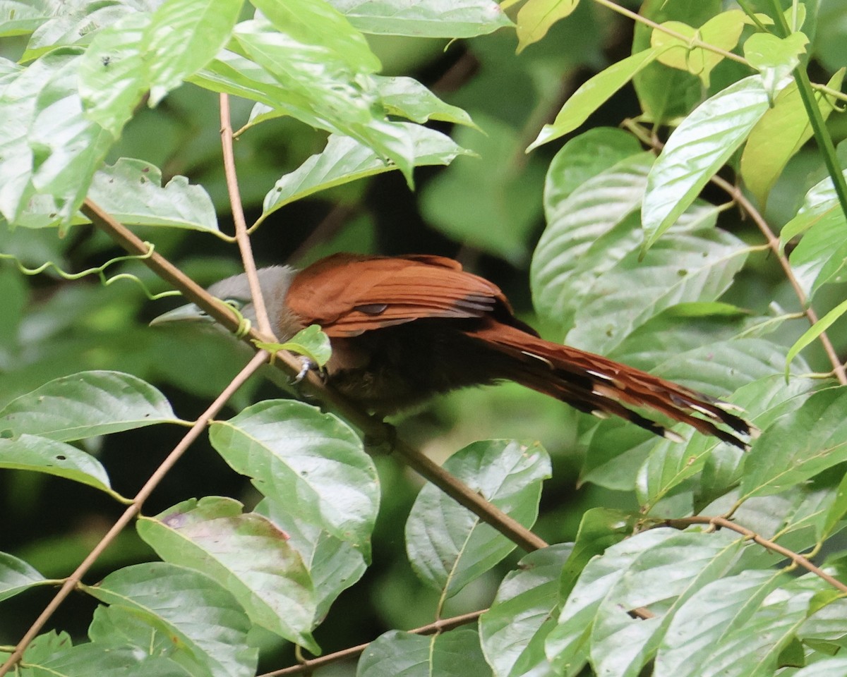 Raffles's Malkoha - ML644411025
