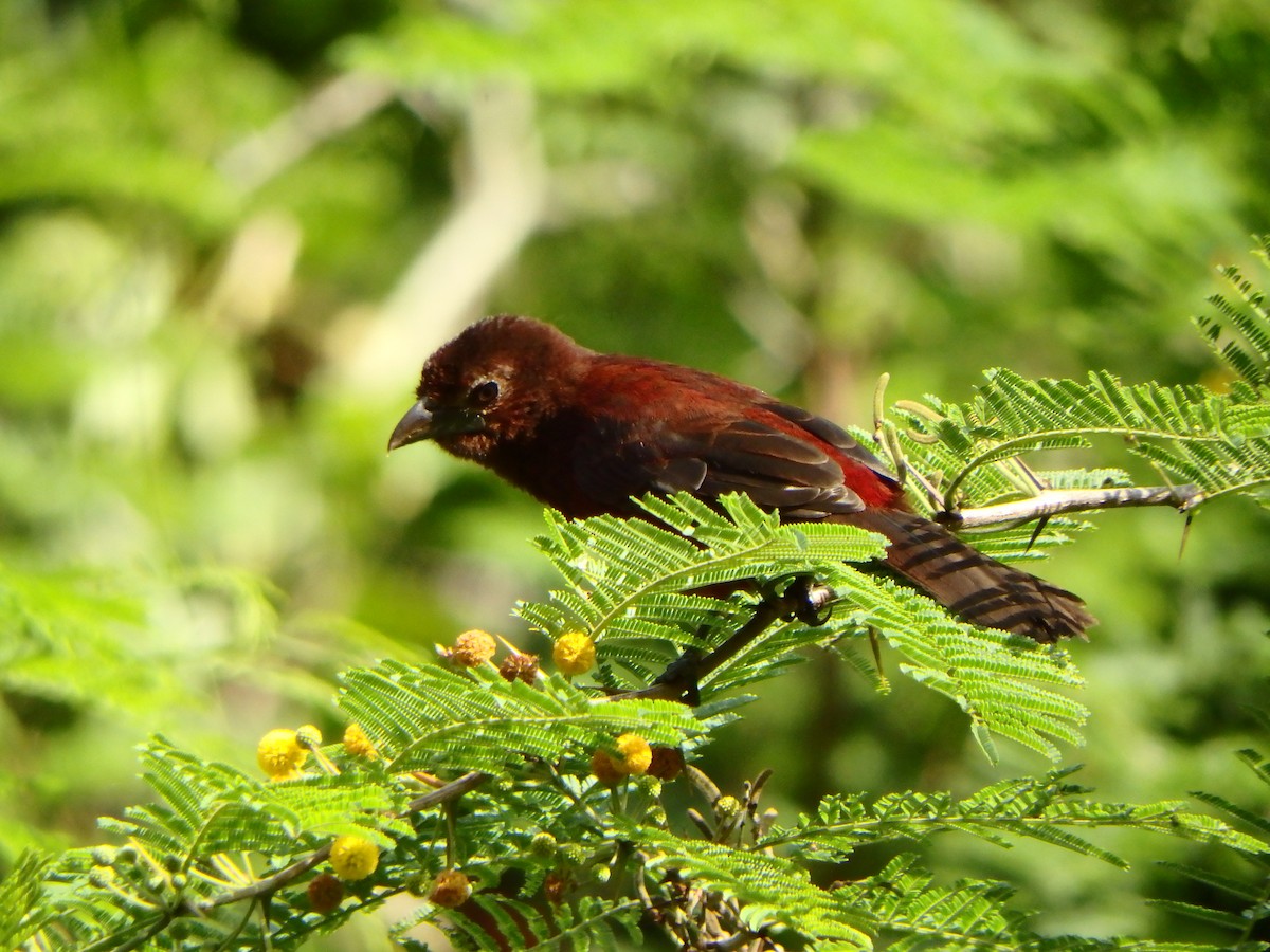 Silver-beaked Tanager - ML644411026